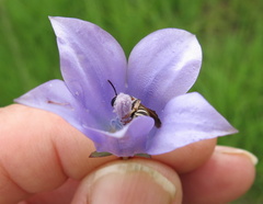 Wahlenbergia undulata