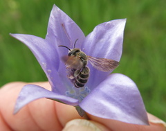 Wahlenbergia undulata