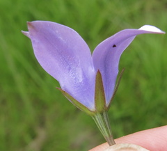 Wahlenbergia undulata