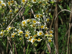 Senecio bonariensis