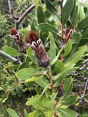 Protea mundii