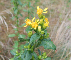 Solidago virgaurea
