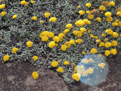 Helichrysum