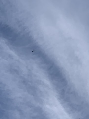 Milvus milvus milvus