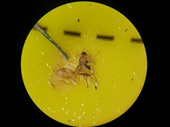 Elaphropeza ephippiata