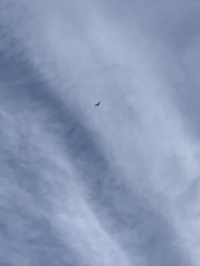 Milvus milvus milvus