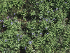 Agapanthus campanulatus