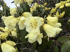 Rhododendron campylocarpum