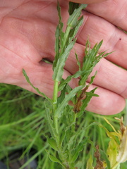 Wahlenbergia undulata