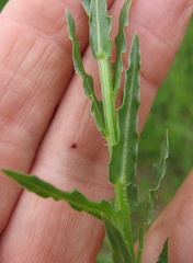 Wahlenbergia undulata