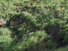 Agapanthus campanulatus
