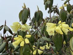 Rhododendron campylocarpum