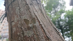Pseudozizeeria maha okinawana