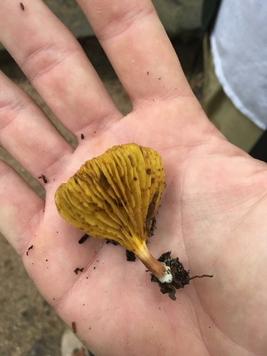 Phylloporus pelletieri image