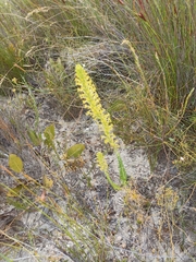 Microdon dubius