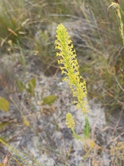 Microdon dubius