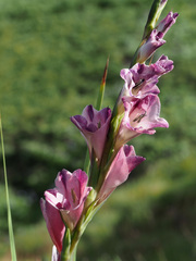 Gladiolus crassifolius