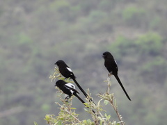 Lanius melanoleucus