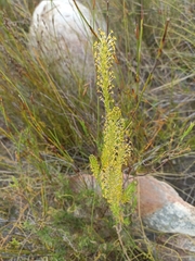 Microdon dubius