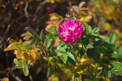 Rosa