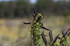 Cyclopia pubescens