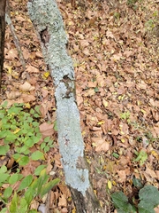 Punctelia missouriensis