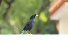 Acridotheres grandis