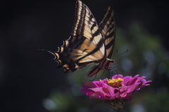 Papilio multicaudata multicaudata