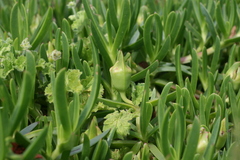 Carpobrotus edulis edulis