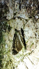 Chloroclysta