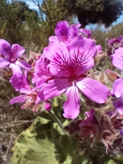 Pelargonium cucullatum