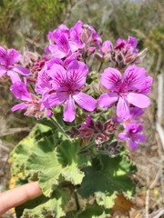 Pelargonium cucullatum