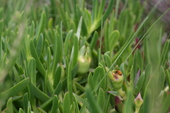 Carpobrotus edulis edulis