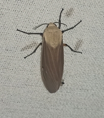 Creatonotos transiens