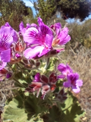 Pelargonium cucullatum