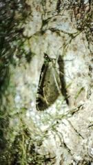 Chloroclysta