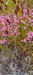 Erica gnaphaloides