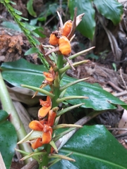 Hedychium