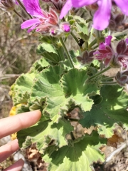 Pelargonium cucullatum