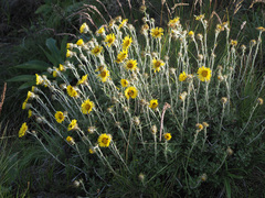 Berkheya rosulata