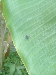 Ocyptamus dimidiatus