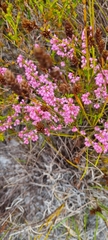 Erica gnaphaloides