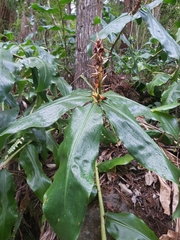 Hedychium