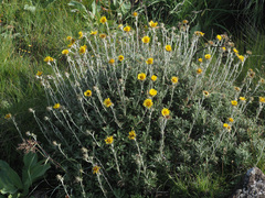 Berkheya rosulata