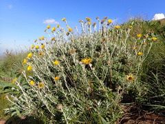 Berkheya rosulata