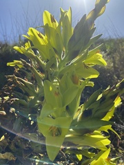 Puya chilensis