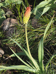 Kniphofia