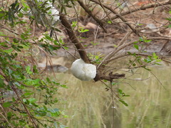 Chiromantis xerampelina