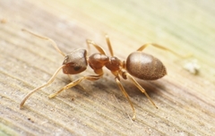 Lasius americanus
