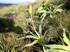 Kniphofia